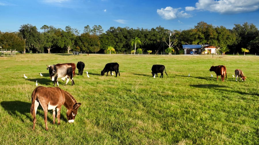 Myakka City, FL, US