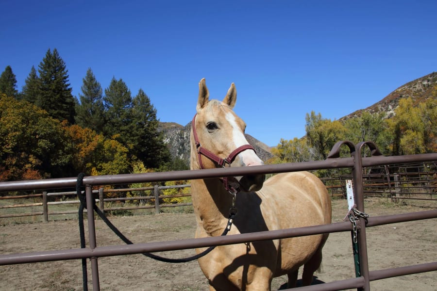 Saddle Ridge Ranch | Glenwood Springs, CO | Luxury Real Estate