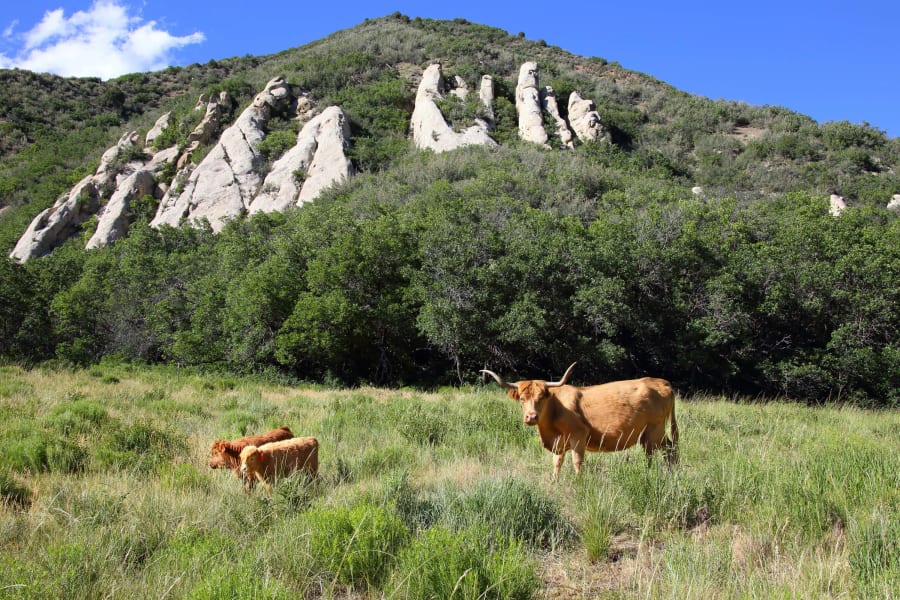 Saddle Ridge Ranch | Glenwood Springs, CO | Luxury Real Estate