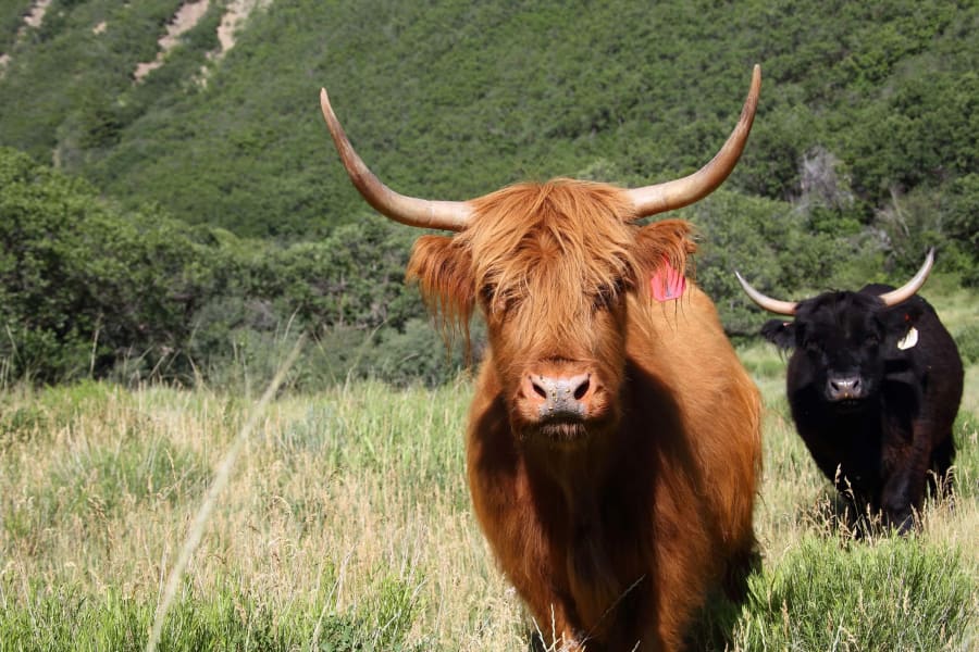 Saddle Ridge Ranch | Glenwood Springs, CO | Luxury Real Estate