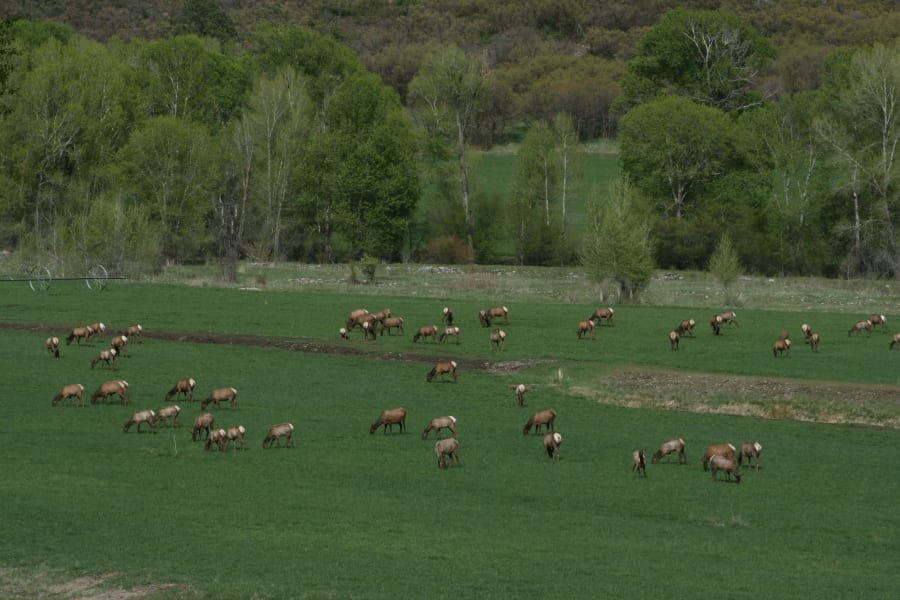 Inyanga Ranch | Glenwood Springs, Colorado | Luxury Real Estate