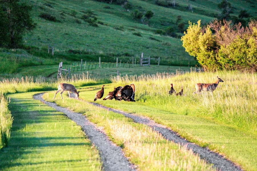 Holy Cow Ranch | Sheridan, Wyoming | Luxury Real Estate