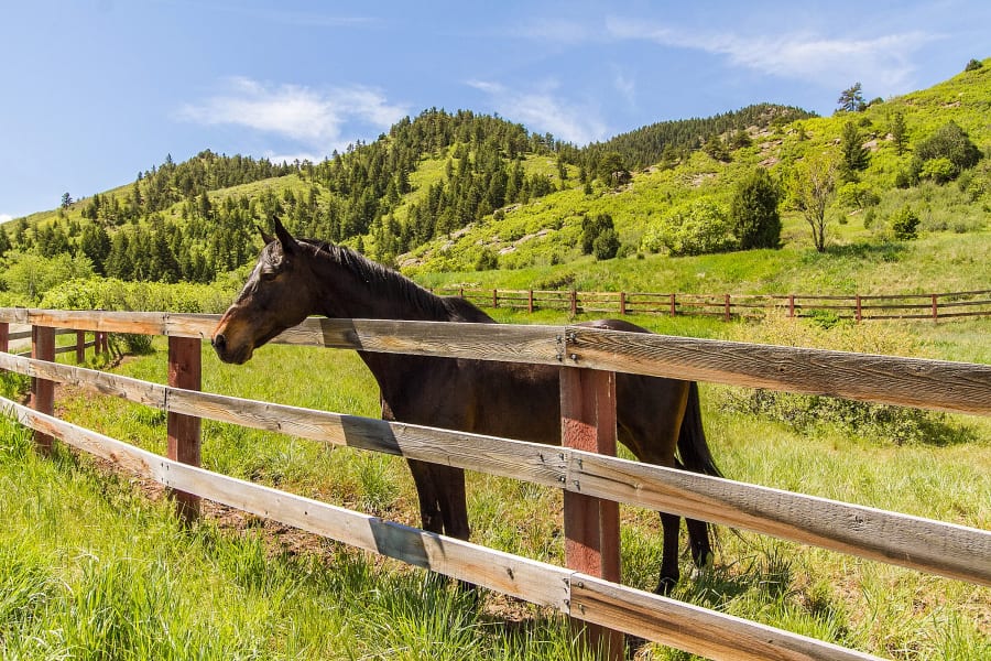 12612 White Deer Drive | Littleton, CO | Luxury Real Estate