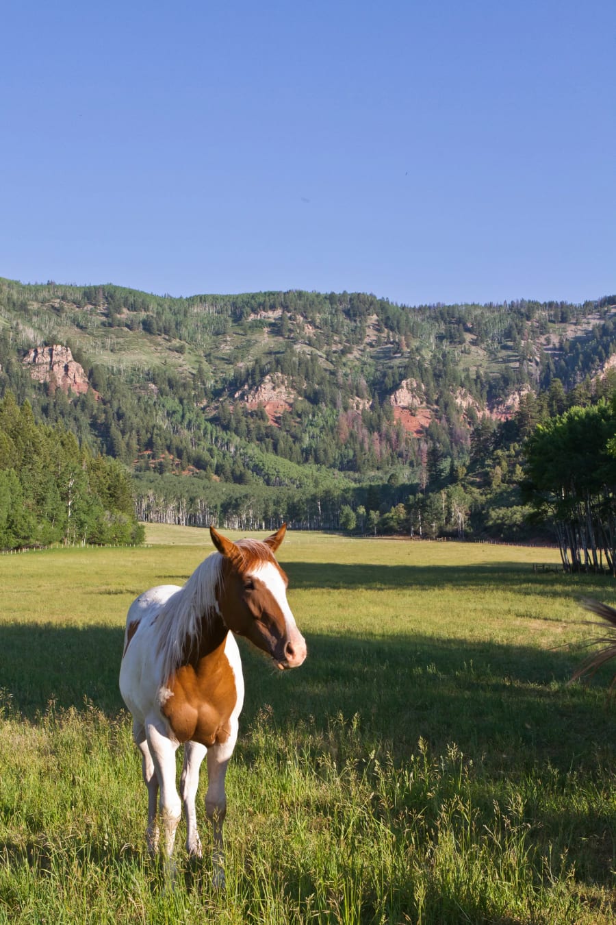 Peace Ranch | 2900 Taylor Creek RD, Basalt, CO | Luxury Real Estate