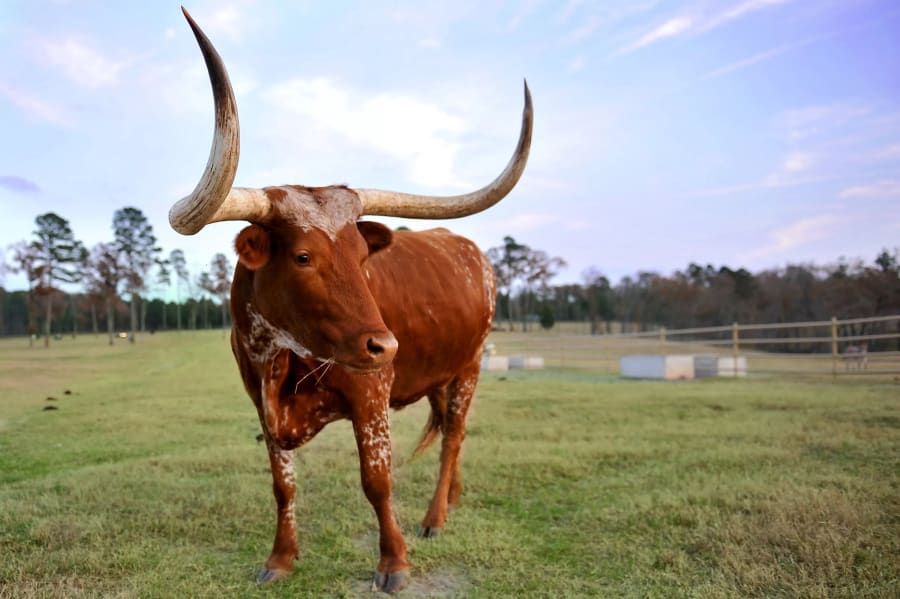 Timber Creek Ranch | Lake Cypress Springs, TX | Luxury Real Estate