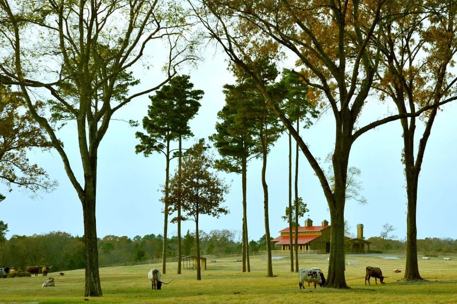 Timber Creek Ranch (Ranch Parcel) | Winnsboro, Texas | Luxury Real Estate 