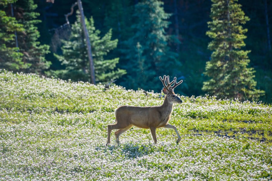 Yellowstone Preserve | Big Sky, MT | Luxury Real Estate