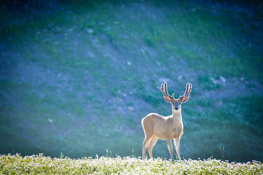 Yellowstone Preserve | Big Sky, MT | Luxury Real Estate