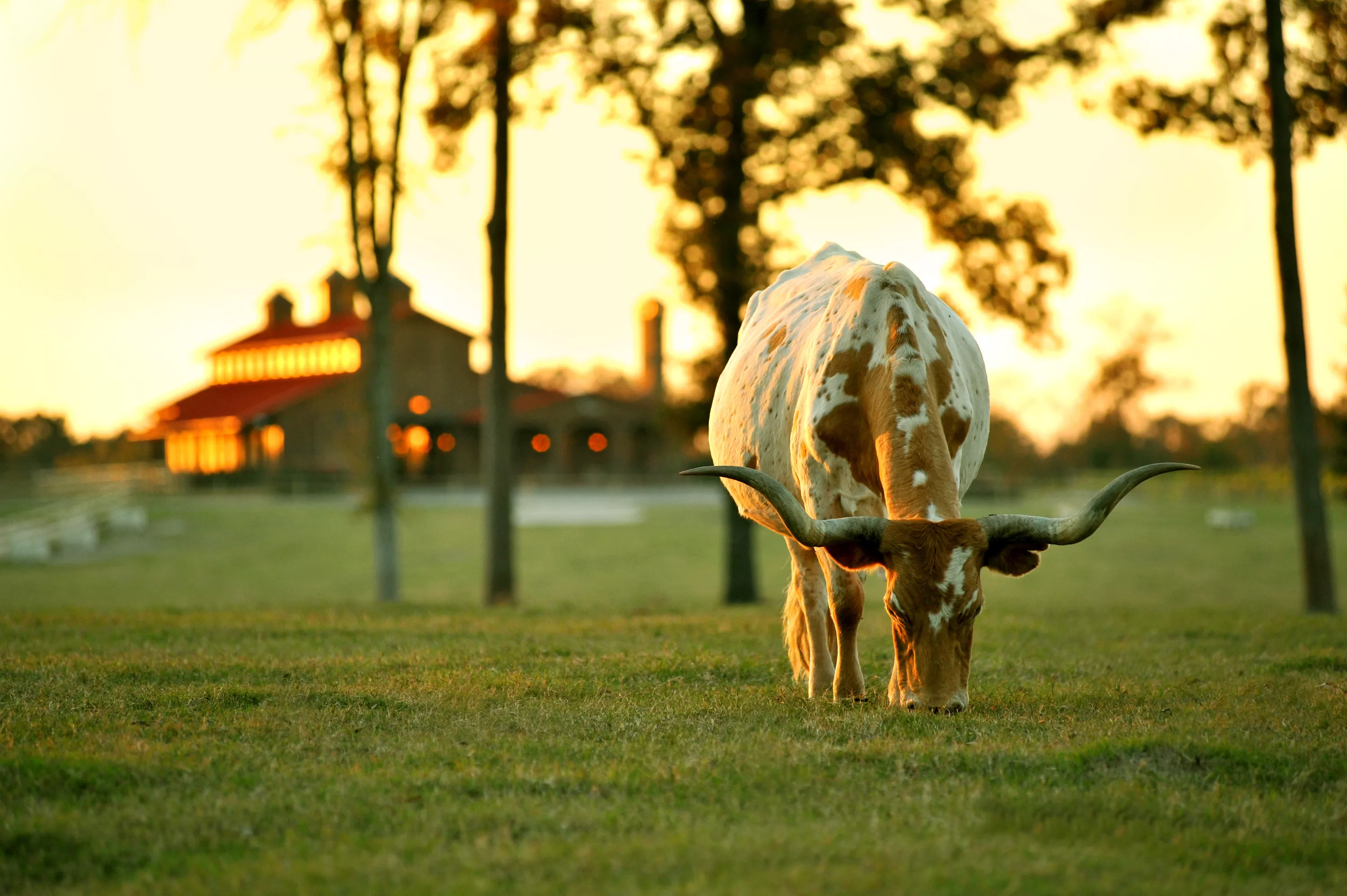 Timber Creek Ranch | Lake Cypress Springs, TX | Luxury Real Estate