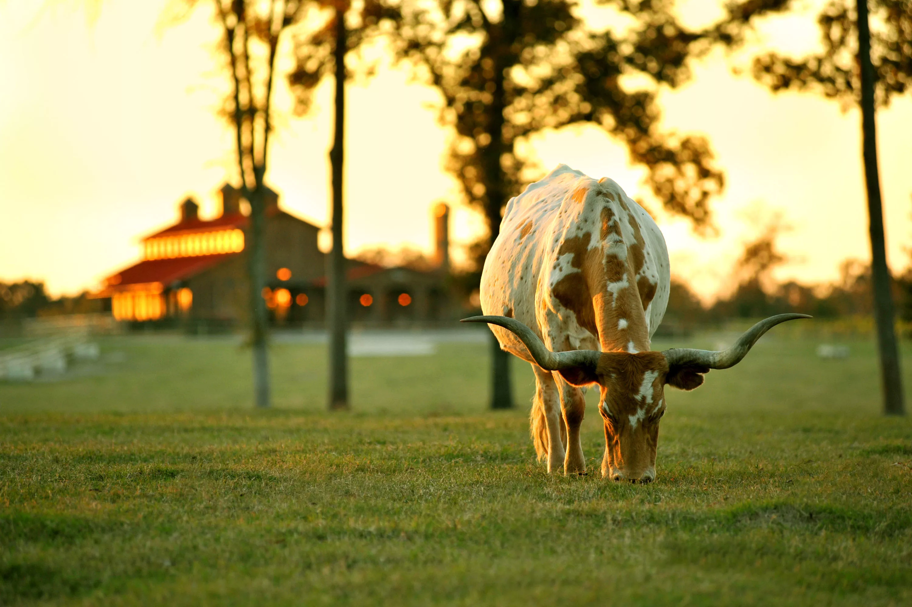 Timber Creek Ranch (Ranch Parcel) | Winnsboro, Texas | Luxury Real Estate 