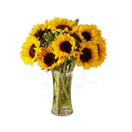 Sunflower in Vase