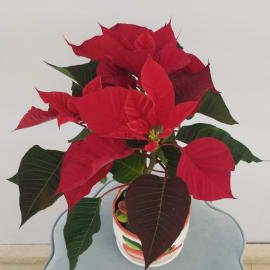 Red Poinsettia Pot