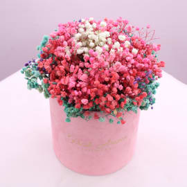 Mixed Color Gypsophila in Pink Velvet Box