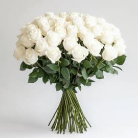 White Elegance