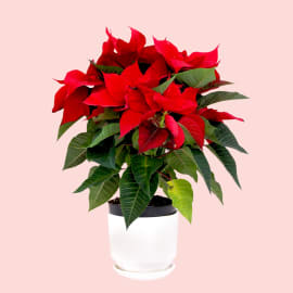 Red Poinsettia Christmas Plant