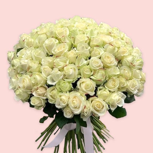 100 Pristine white roses