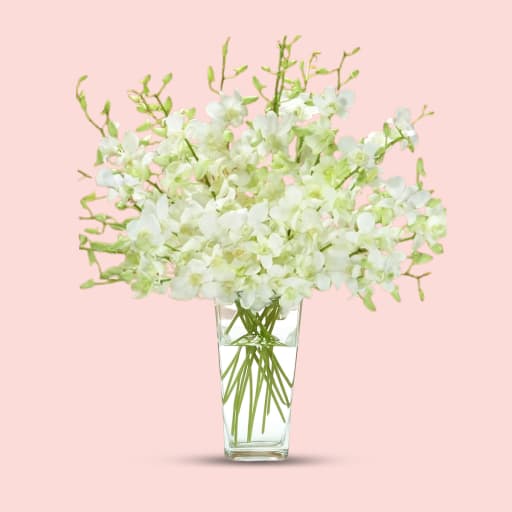 White Orchid Elegance