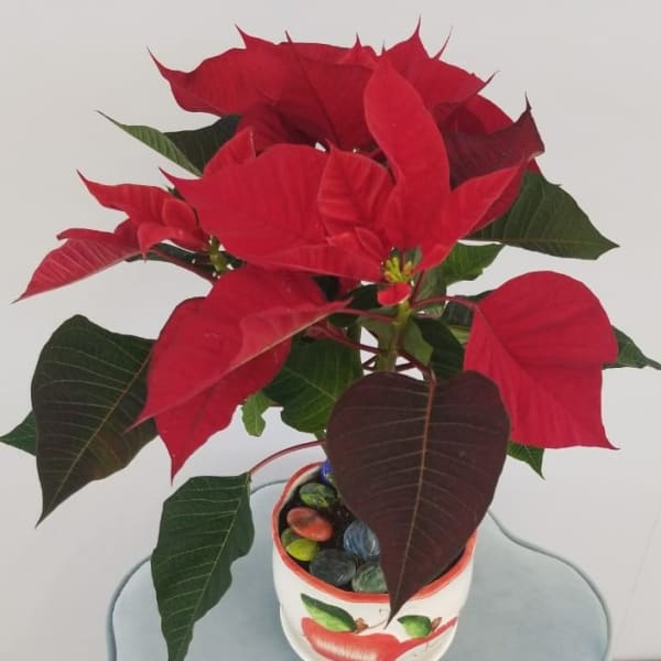 Red poinsettia Pot  