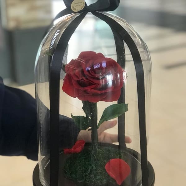 In a crystal clear glass dome, an everlasting red rose. 