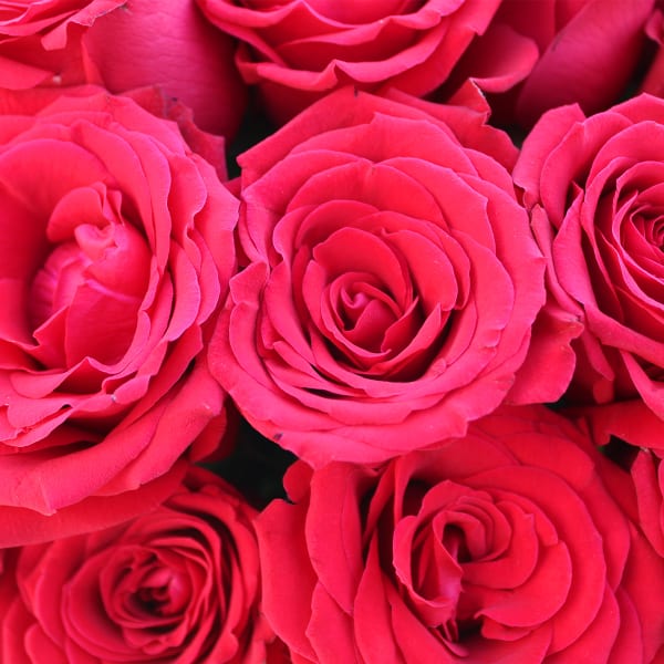 Top view of 40 roses – densely packed arrangement showing volume and symmetry.