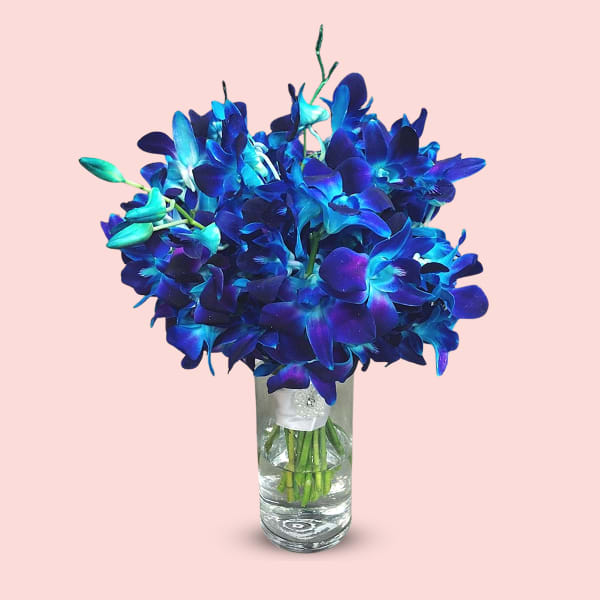 A bouquet of 20 deep blue and purple Dendrobium orchids in a clear glass vase on a pink background.