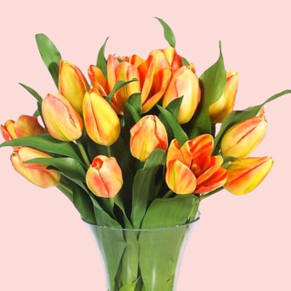 Ravishing Radiance of Tulips