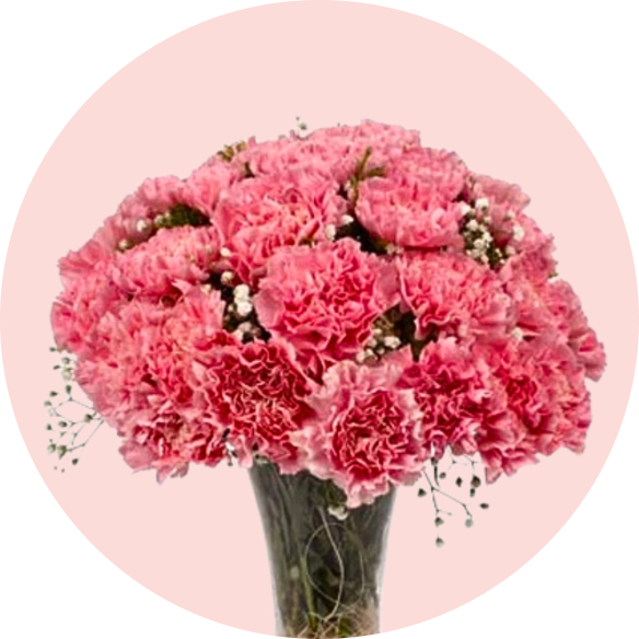 Carnations