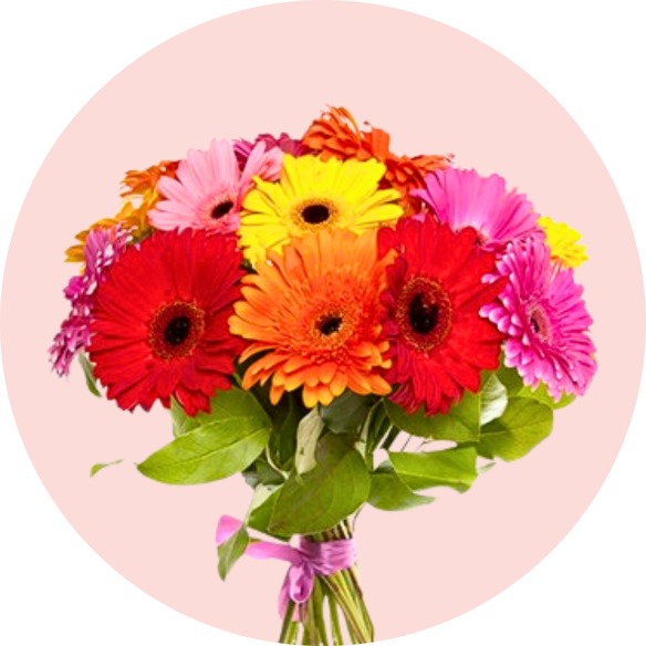 Gerbera