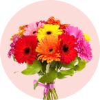 GERBERAS