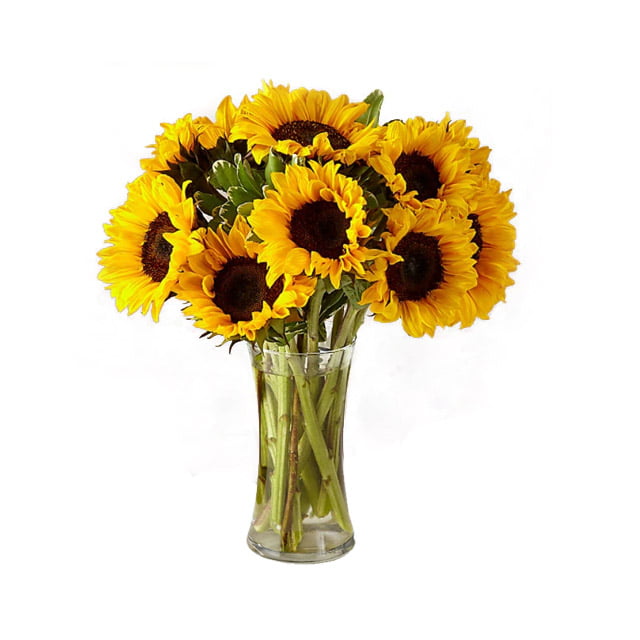 Sunflower in Vase