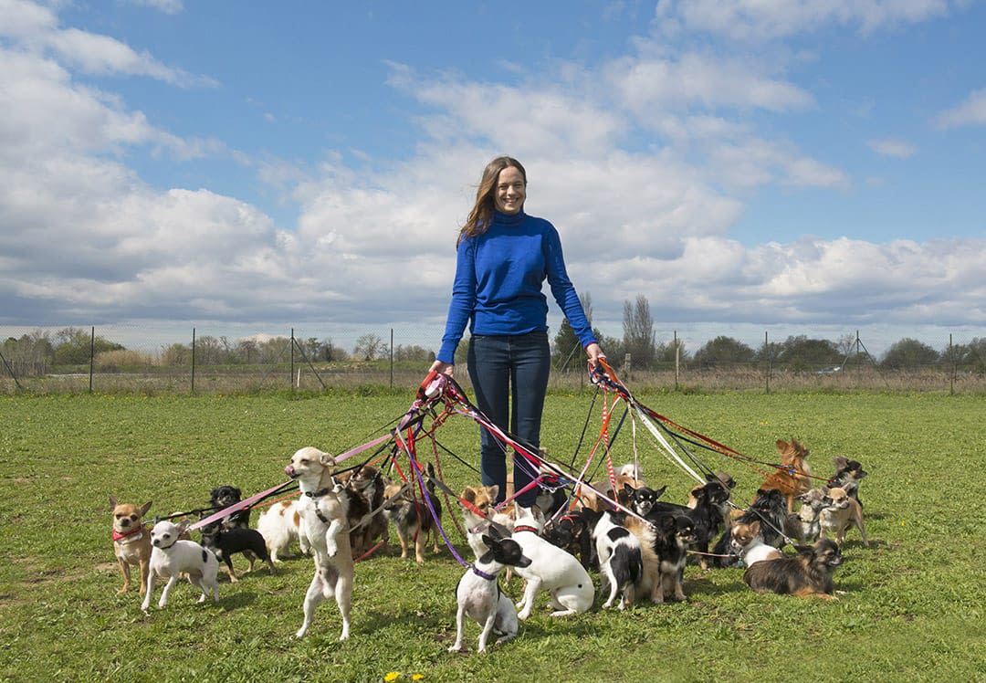 Dog walkers: why ditching the rat race is no walk in the park, Work &  careers