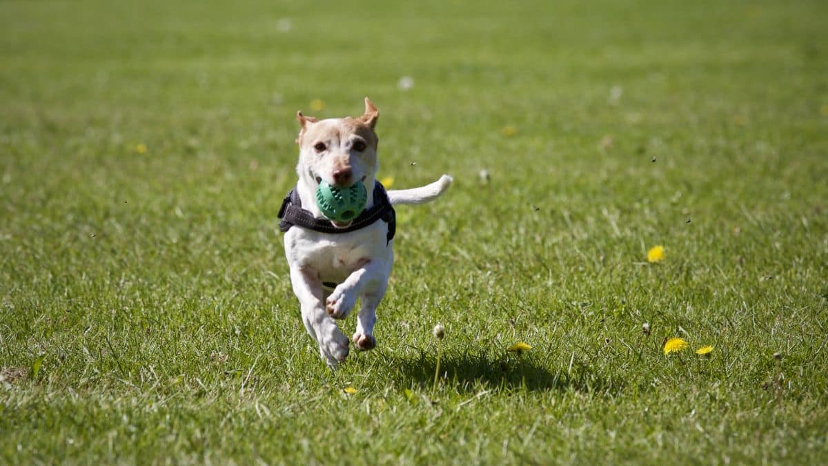 rover dog sitting jobs rover dog sitting jobs
