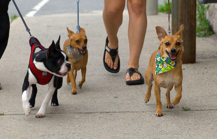 dog walking jobs boston dog walking jobs boston