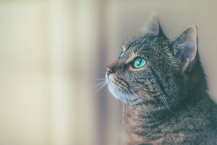 Pet Sitting Jobs In El Paso Appjobs