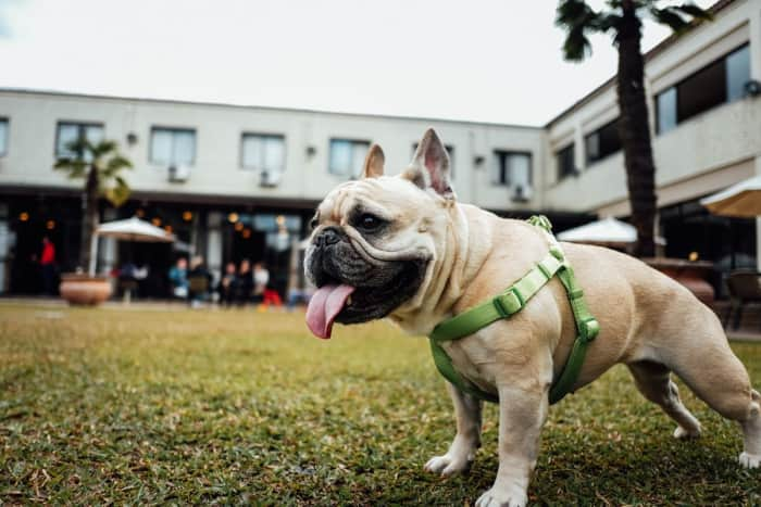 Joustavat kesätyöpaikat - Petsitting