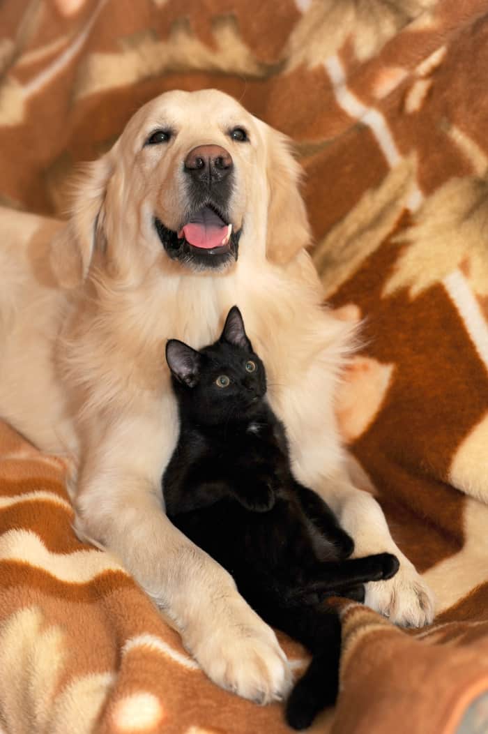 Dog Walking Jobs Near Me PetsWall