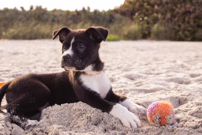 Pet sitting jobs in Singapore - Appjobs Pet sitting jobs in Singapore - Appjobs