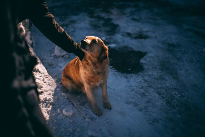 petsitting-sweden