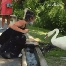 Swan Women GIF