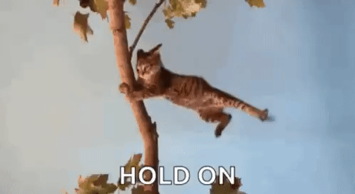 Windy Cat GIF