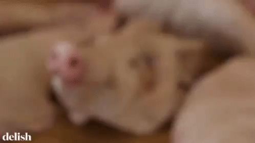 Pig Hog GIF