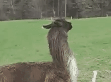 Llama Bounce Cute GIF