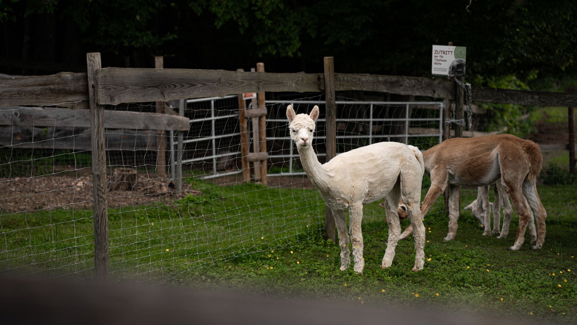 Alpaca expands investment services across Europe