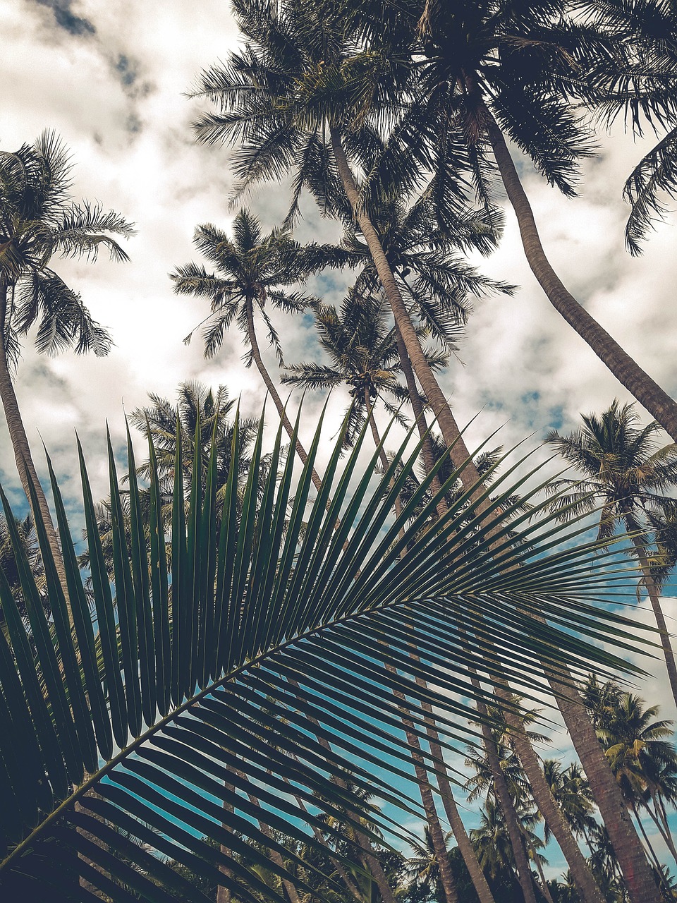 Top Benefits of Semi Husked Coconut for Export Businesses