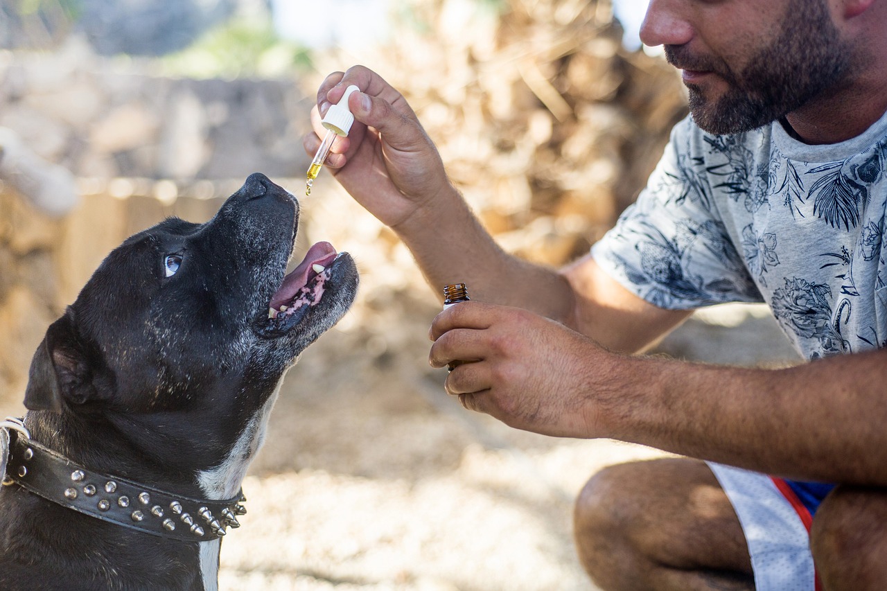 Can CBD Oil Really Be Used to Help Treat Dogs?