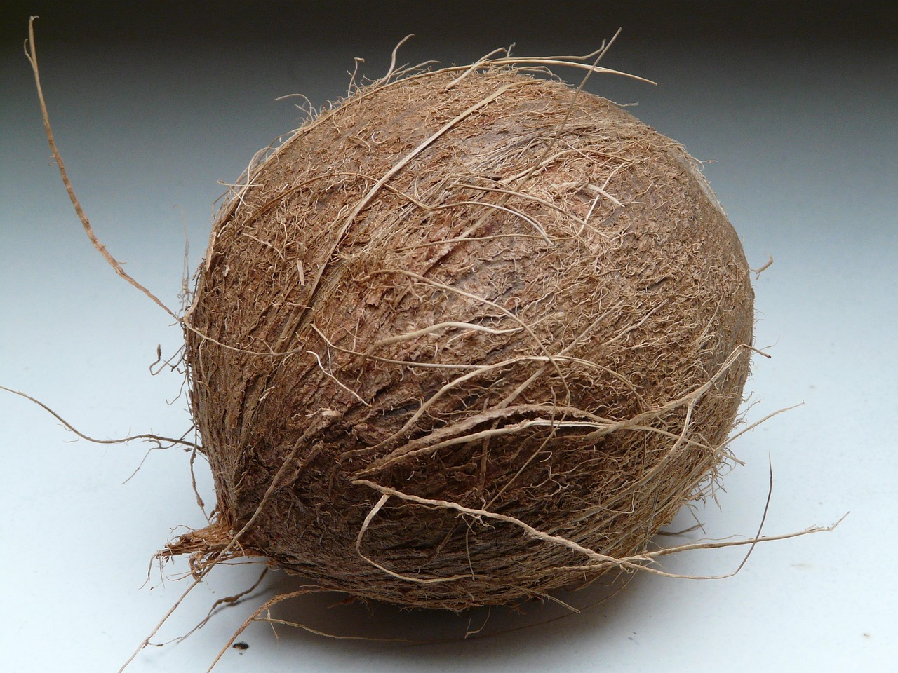 Benefits of Coconut Trees from Fruit to Root