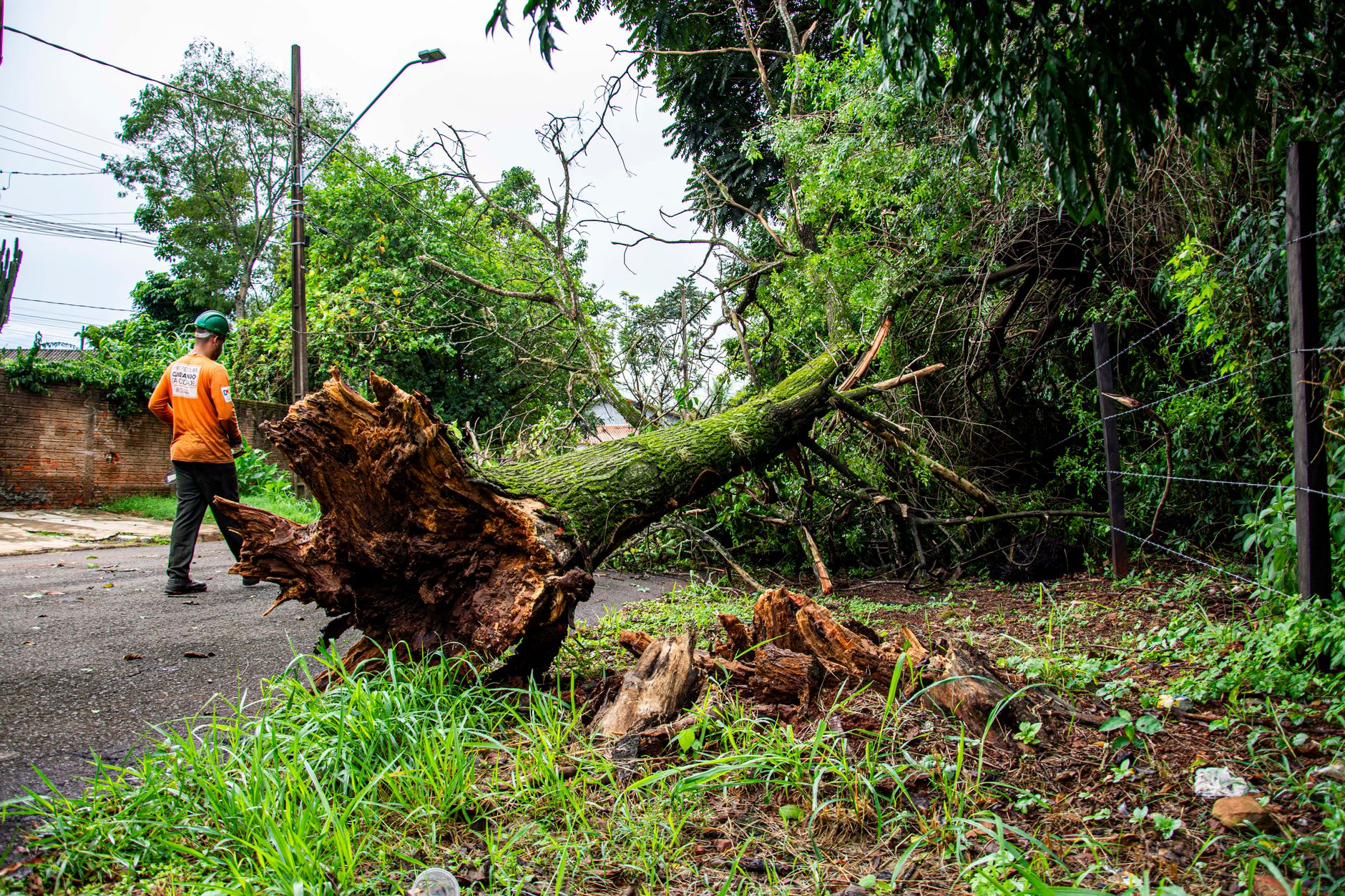 Signs You Need to Find a Tree Removal Contractor in Ann Arbor ASAP