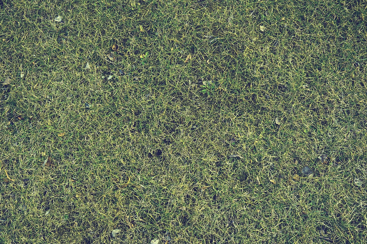 Why Hiring a Professional Lawn Care Company Makes All the Difference