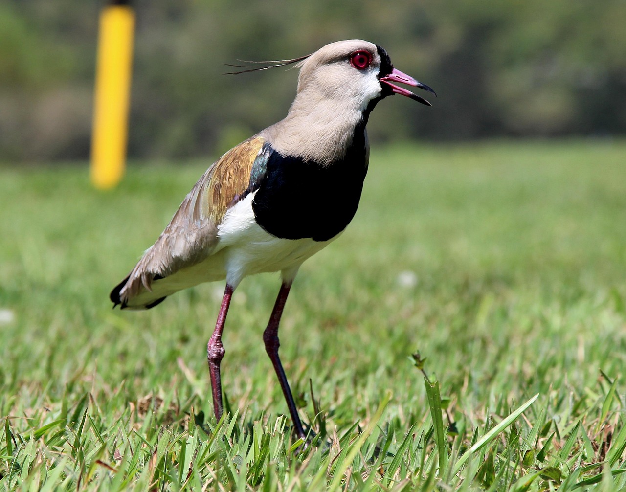 What Tenants Really Want: Rental Demand Insights for Thomson Reserve and Amberwood at Holland