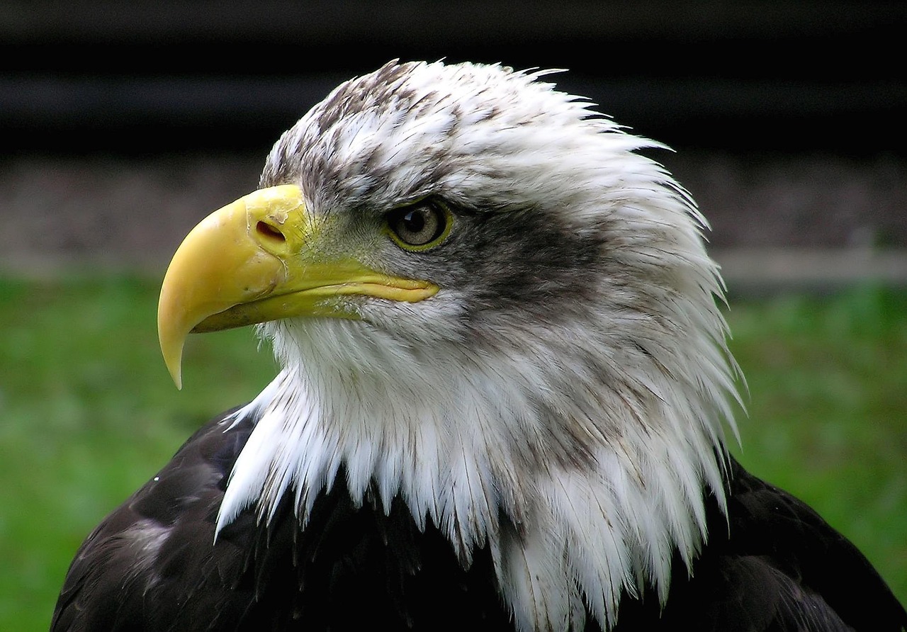 Giant Eagle cuts prices on 300+ items, holds them